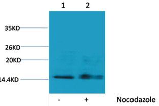 Histone H1(Phospho-Ser1) Rabbit Polyclonal Rabbit Polyclonal Antibody, 100 ug