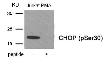 CHOP (Phospho-Ser30) Rabbit Polyclonal Antibody, 100 ug