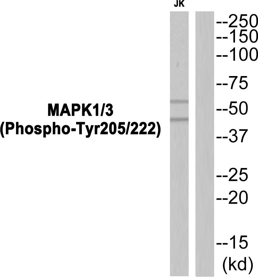 MAPK1/3 (Phospho-Tyr205/222) Rabbit Polyclonal Antibody, 100 ug
