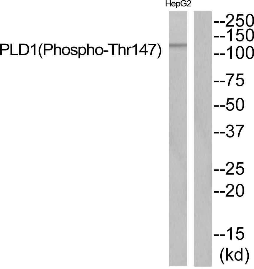 PLD1 (Phospho-Thr147) Rabbit Polyclonal Antibody, 100 ug