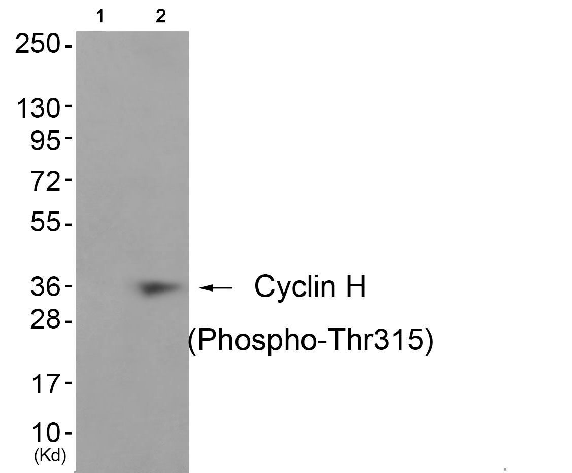 Cyclin H (Phospho-Thr315) Rabbit Polyclonal Antibody, 100 ug