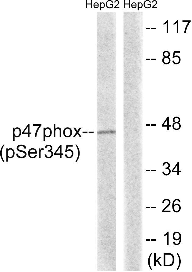 p47 phox (Phospho-Ser345) Rabbit Polyclonal Antibody, 100 ug