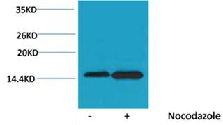 Histone H4(Phospho-Ser47) Rabbit Polyclonal Rabbit Polyclonal Antibody, 100 ug