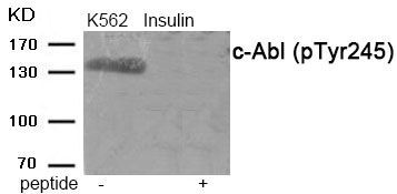c-Abl (Phospho-Tyr245) Rabbit Polyclonal Antibody, 100 ug