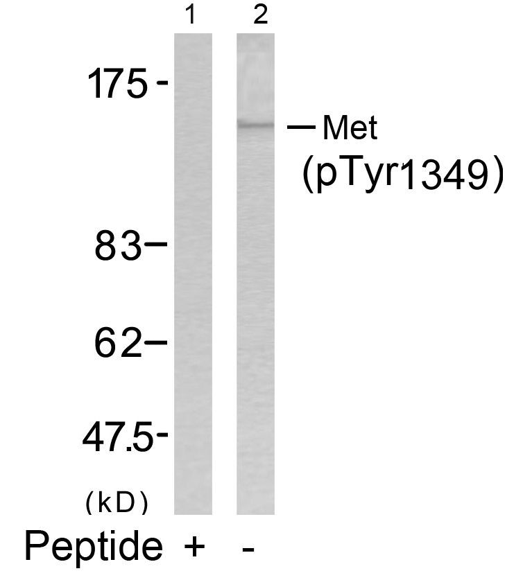 Met (Phospho-Tyr1349) Rabbit Polyclonal Antibody, 100 ug