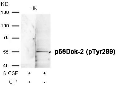 p56Dok-2 (Phospho-Tyr299) Rabbit Polyclonal Antibody, 100 ug