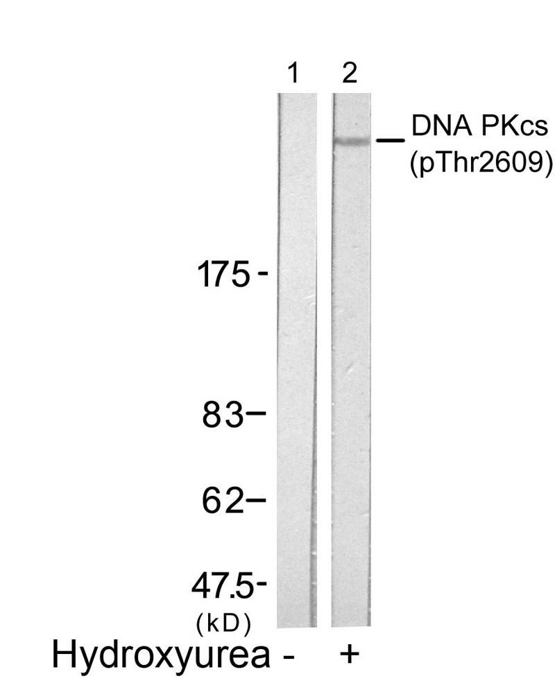 DNA PKcs (Phospho-Thr2609) Rabbit Polyclonal Antibody, 100 ug