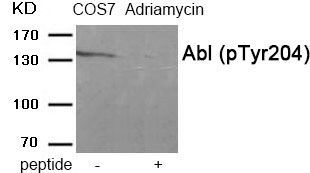 Abl (Phospho-Tyr204) Rabbit Polyclonal Antibody, 100 ug