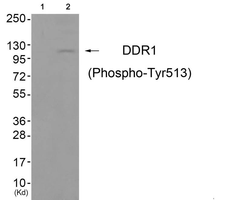 DDR1 (Phospho-Tyr513) Rabbit Polyclonal Antibody, 100 ug