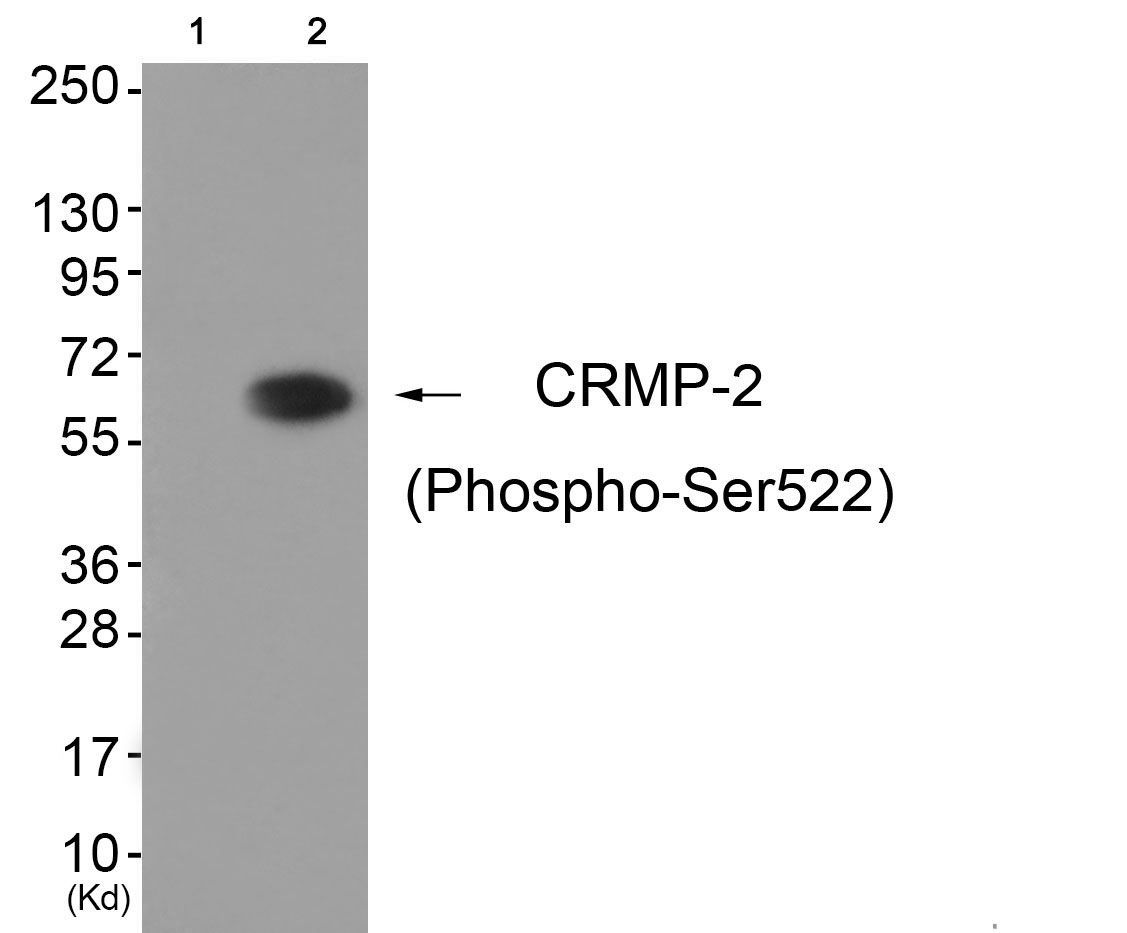 CRMP-2 (Phospho-Ser522) Rabbit Polyclonal Antibody, 100 ug