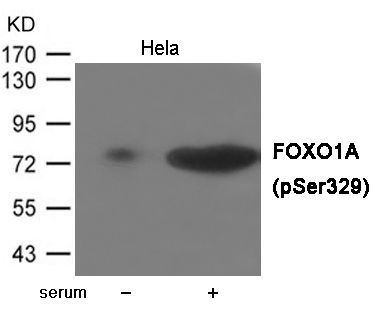 FOXO1A (Phospho-Ser329) Rabbit Polyclonal Antibody, 100 ug