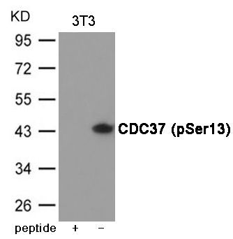 CDC37 (Phospho-Ser13) Rabbit Polyclonal Antibody, 100 ug