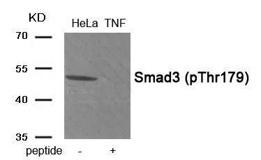Smad3 (Phospho-Thr179) Rabbit Polyclonal Antibody, 100 ug