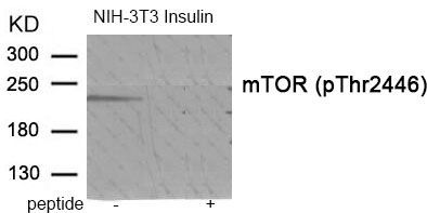 mTOR (Phospho-Thr2446) Rabbit Polyclonal Antibody, 100 ug