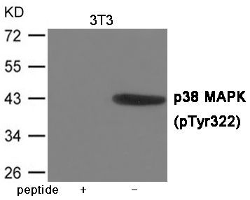 p38 MAPK (Phospho-Tyr322) Rabbit Polyclonal Antibody, 100 ug
