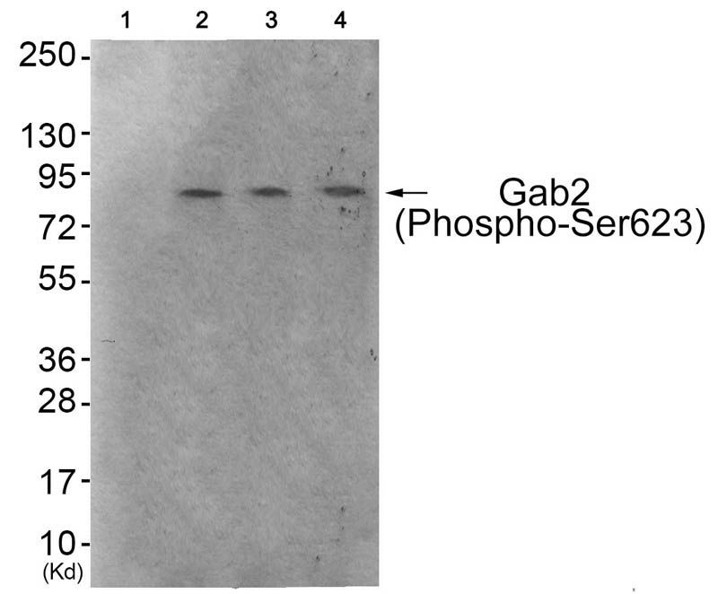Gab2 (Phospho-Ser623) Rabbit Polyclonal Antibody, 100 ug