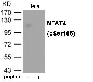 NFAT4 (Phospho-Ser165) Rabbit Polyclonal Antibody, 100 ug