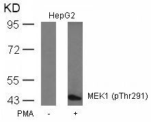 MEK1 (Phospho-Thr291) Rabbit Polyclonal Antibody, 100 ug