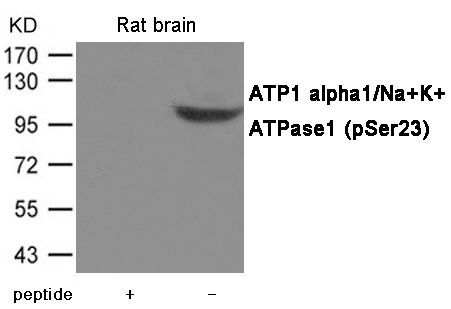 Na,K-ATPase alpha1 (Phospho-Ser23) Rabbit Polyclonal Antibody, 100 ug