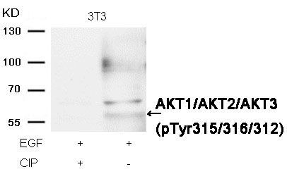 AKT1/AKT2/AKT3 (phospho-Tyr315/316/312) Rabbit Polyclonal Antibody, 100 ug