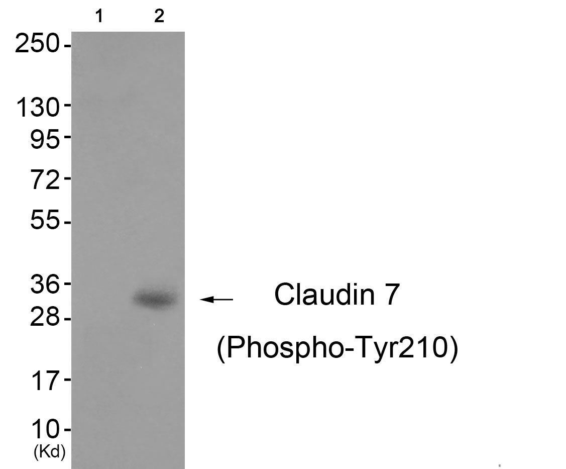 Claudin 7 (Phospho-Tyr210) Rabbit Polyclonal Antibody, 100 ug
