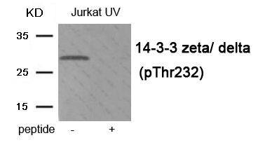 14-3-3 zeta/ delta (Phospho-Thr232) Rabbit Polyclonal Antibody, 100 ug