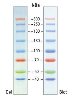 SuperHigh Range Pre-stained Protein Ladder (40-300kDa),2x250ul