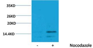 Histone H3(Phospho-Ser28) Rabbit Polyclonal Rabbit Polyclonal Antibody, 100 ug