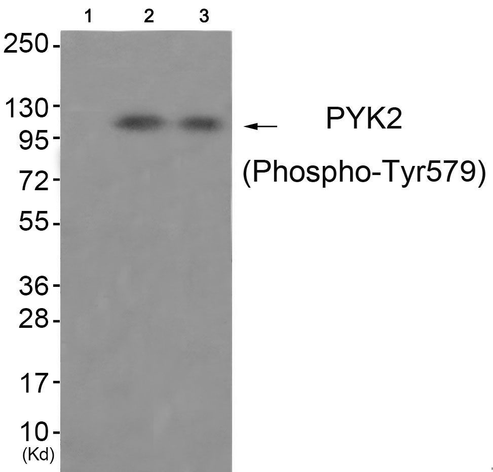 PYK2 (Phospho-Tyr579) Rabbit Polyclonal Antibody, 100 ug