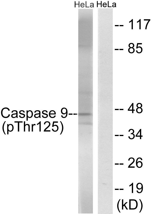 Caspase 9 (Phospho-Thr125) Rabbit Polyclonal Antibody, 100 ug
