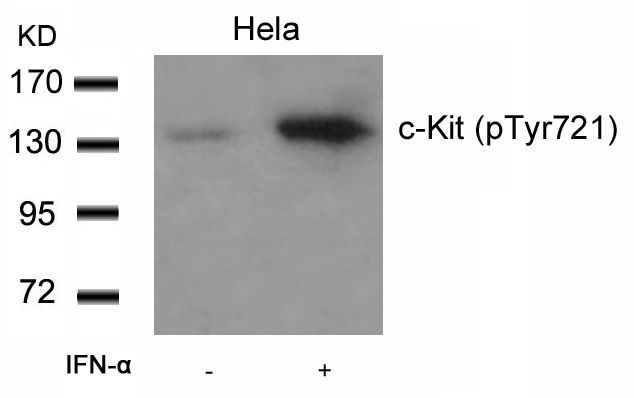 c-Kit (Phospho-Tyr721) Rabbit Polyclonal Antibody, 100 ug