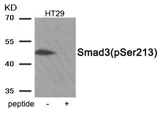 Smad3 (Phospho-Ser213) Rabbit Polyclonal Antibody, 100 ug