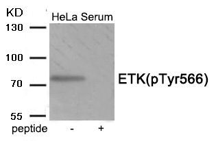 ETK (Phospho-Tyr566) Rabbit Polyclonal Antibody, 100 ug