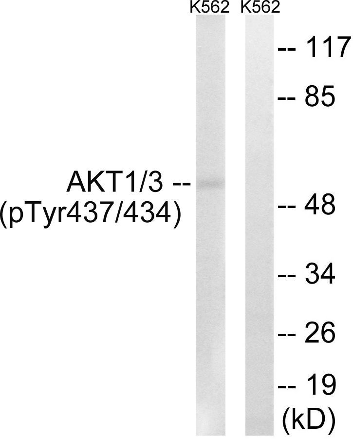 AKT1/3 (Phospho-Tyr437/434) Rabbit Polyclonal Antibody, 100 ug