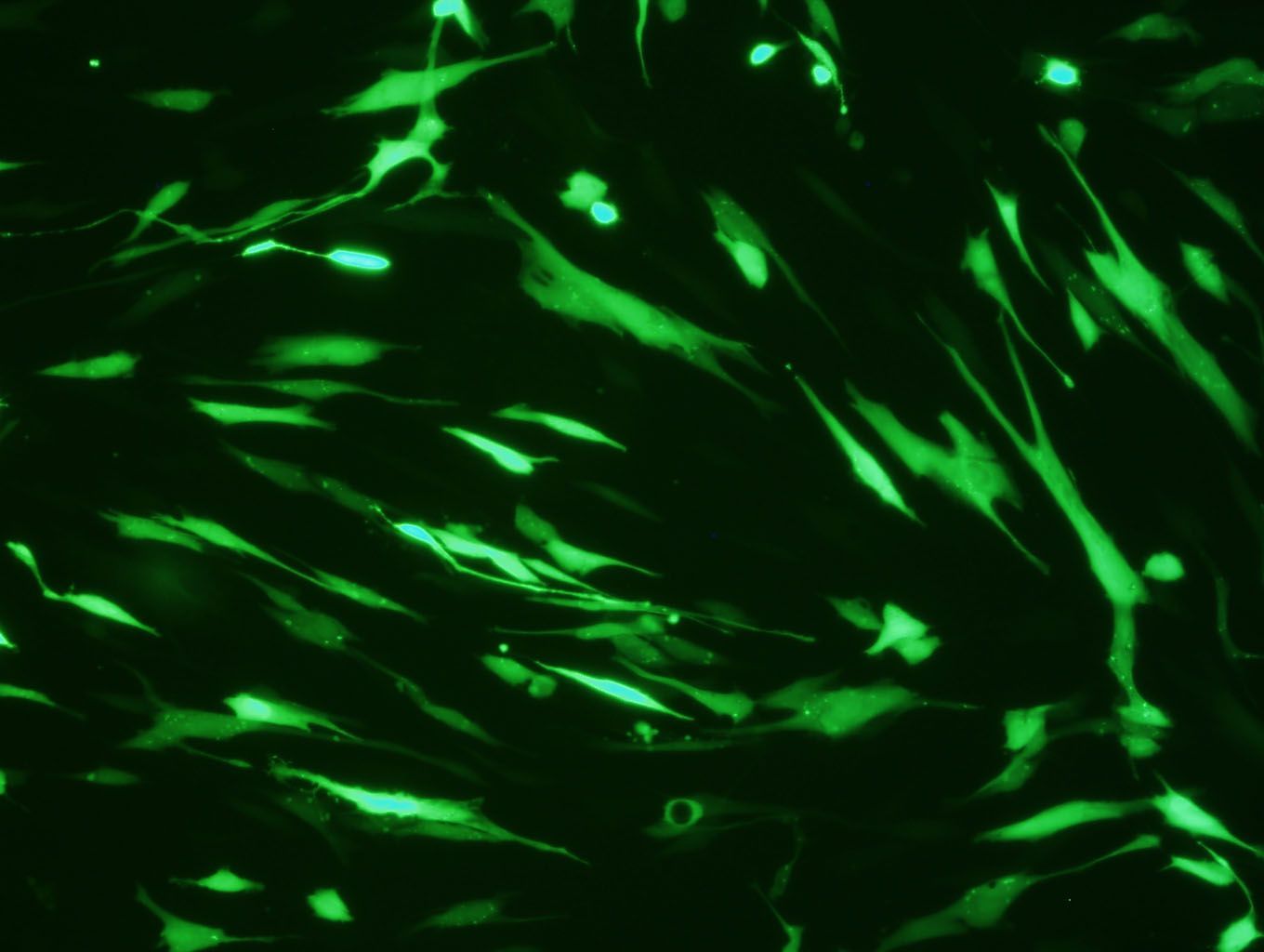 Human Lung Fibroblast (HLF, NHLF) Avalanche™ Transfection Reagent, 1.5ml