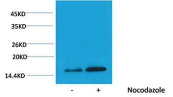 Histone H3(Phospho-Thr3) Rabbit Polyclonal Rabbit Polyclonal Antibody, 100 ug
