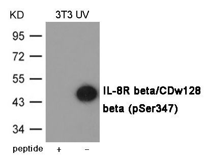 IL-8R beta/CDw128 beta (Phospho-Ser347) Rabbit Polyclonal Antibody, 100 ug
