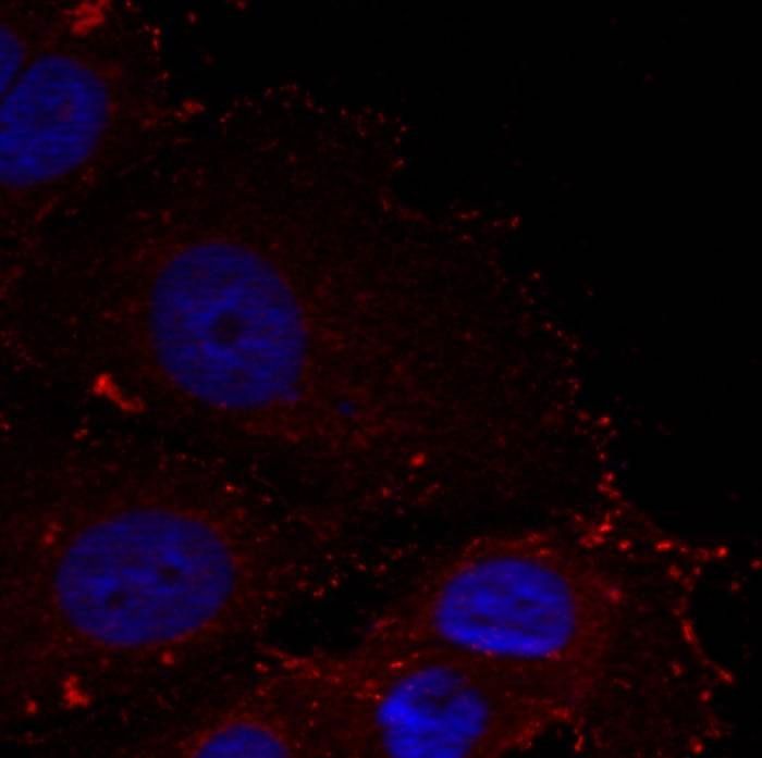 Paxillin (phospho-Tyr88) Rabbit Polyclonal Antibody, 100 ug