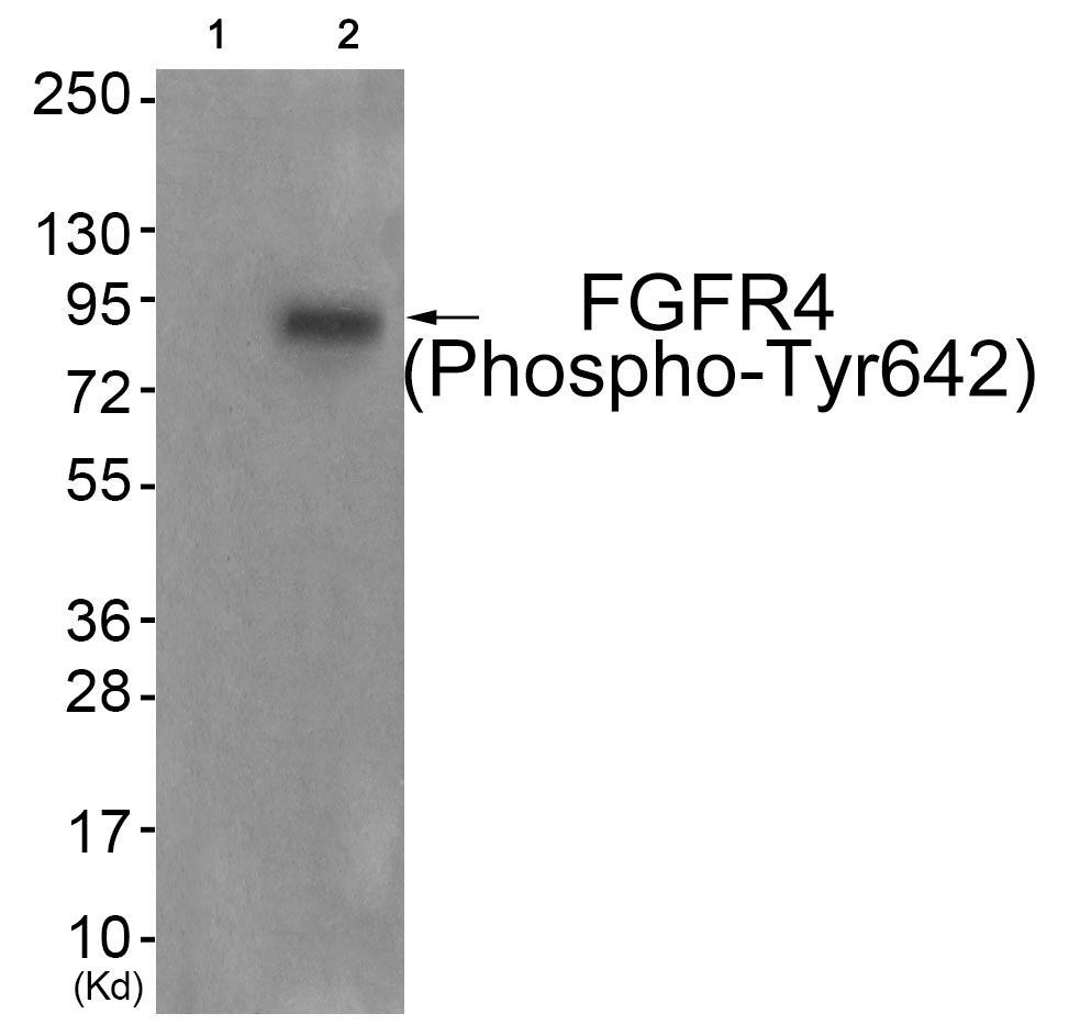 FGFR4 (Phospho-Tyr642) Rabbit Polyclonal Antibody, 100 ug
