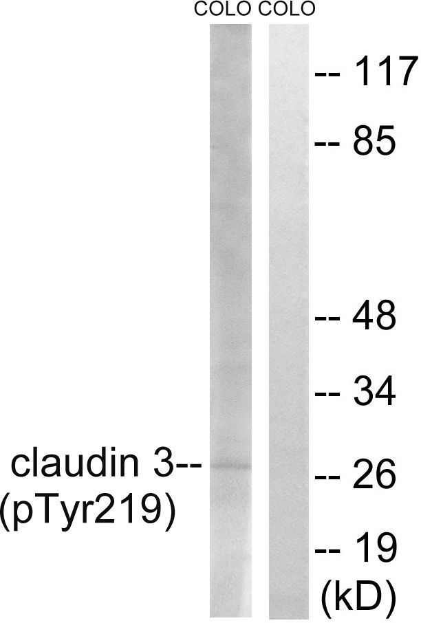 Claudin 3 (Phospho-Tyr219) Rabbit Polyclonal Antibody, 100 ug