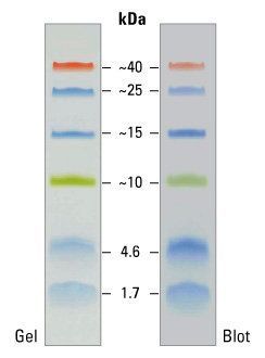 SuperLow Range Pre-stained Protein Ladder (1.7-40kDa),2x125ul