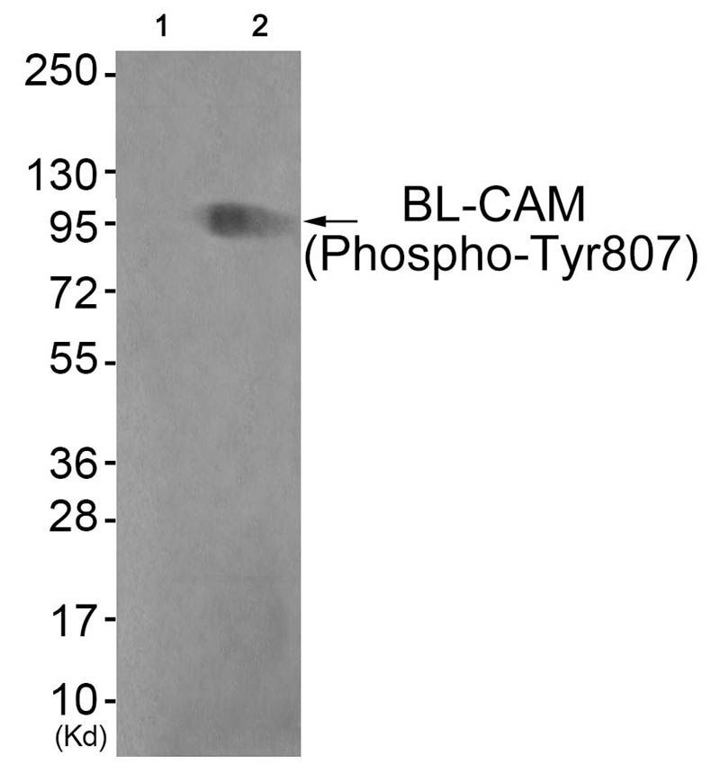 BL-CAM (Phospho-Tyr807) Rabbit Polyclonal Antibody, 100 ug