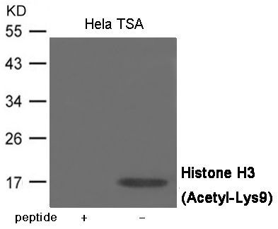 Histone H3(Acetyl-Lys9) Rabbit Polyclonal Antibody, 100 ug