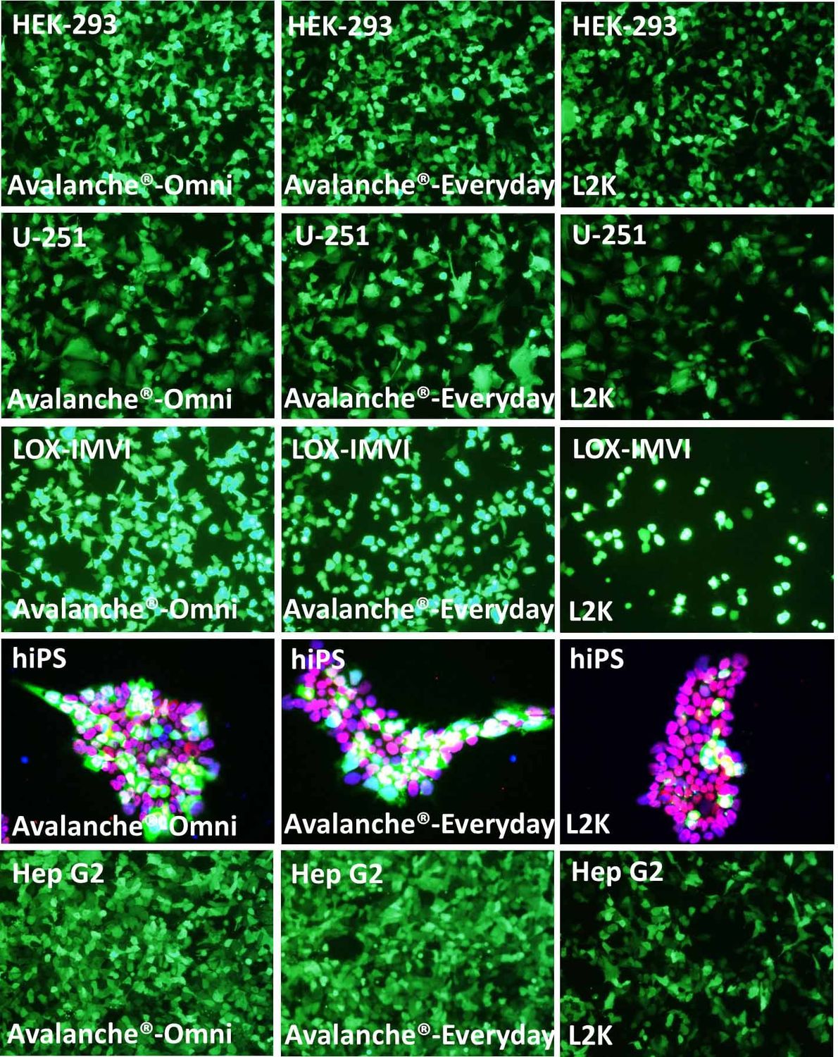 Avalanche ® - Everyday Transfection Reagent, 0.75ml