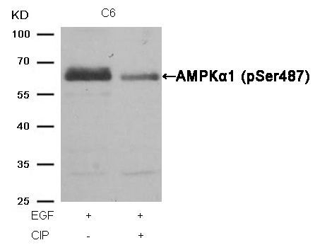 AMPKα1 (Phospho-Ser487)Rabbit Polyclonal Antibody, 100 ug