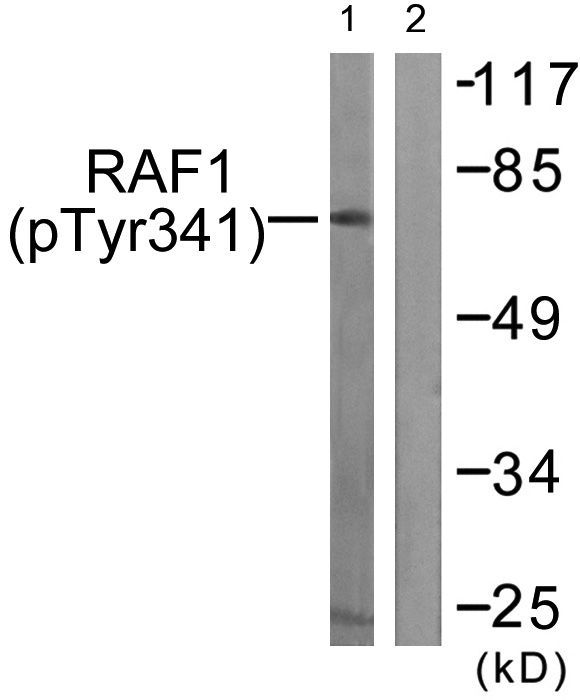 C-RAF (Phospho-Tyr341) Rabbit Polyclonal Antibody, 100 ug