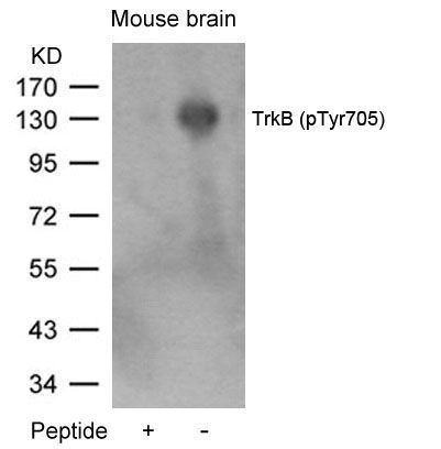 TrkB (Phospho-Tyr705) Rabbit Polyclonal Antibody, 100 ug