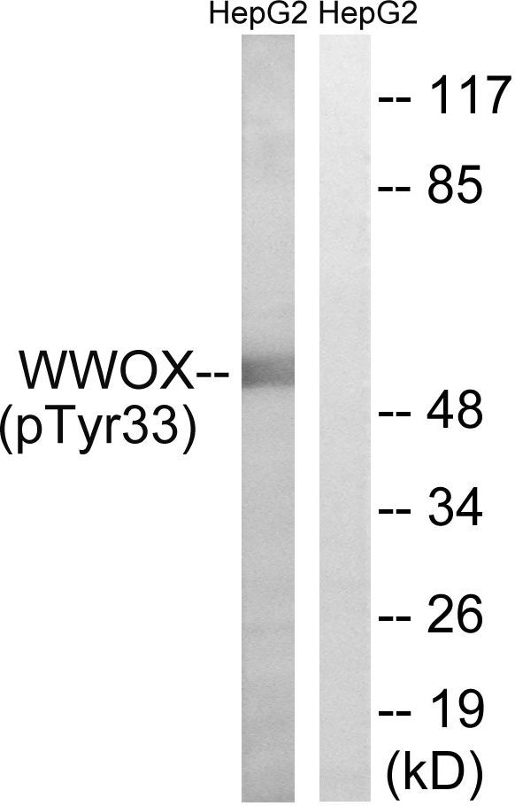 WWOX (Phospho-Tyr33) Rabbit Polyclonal Antibody, 100 ug