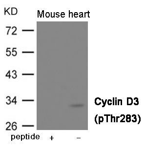 Cyclin D3 (Phospho-Thr283) Rabbit Polyclonal Antibody, 100 ug