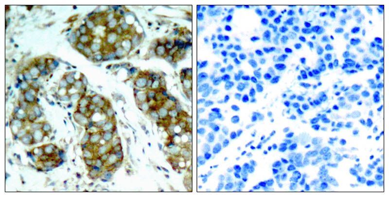 cdc25A (Phospho-Ser76) Rabbit Polyclonal Antibody, 100 ug